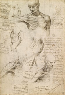 Da Vinci's Anatomical Sketch of a Male Shoulder